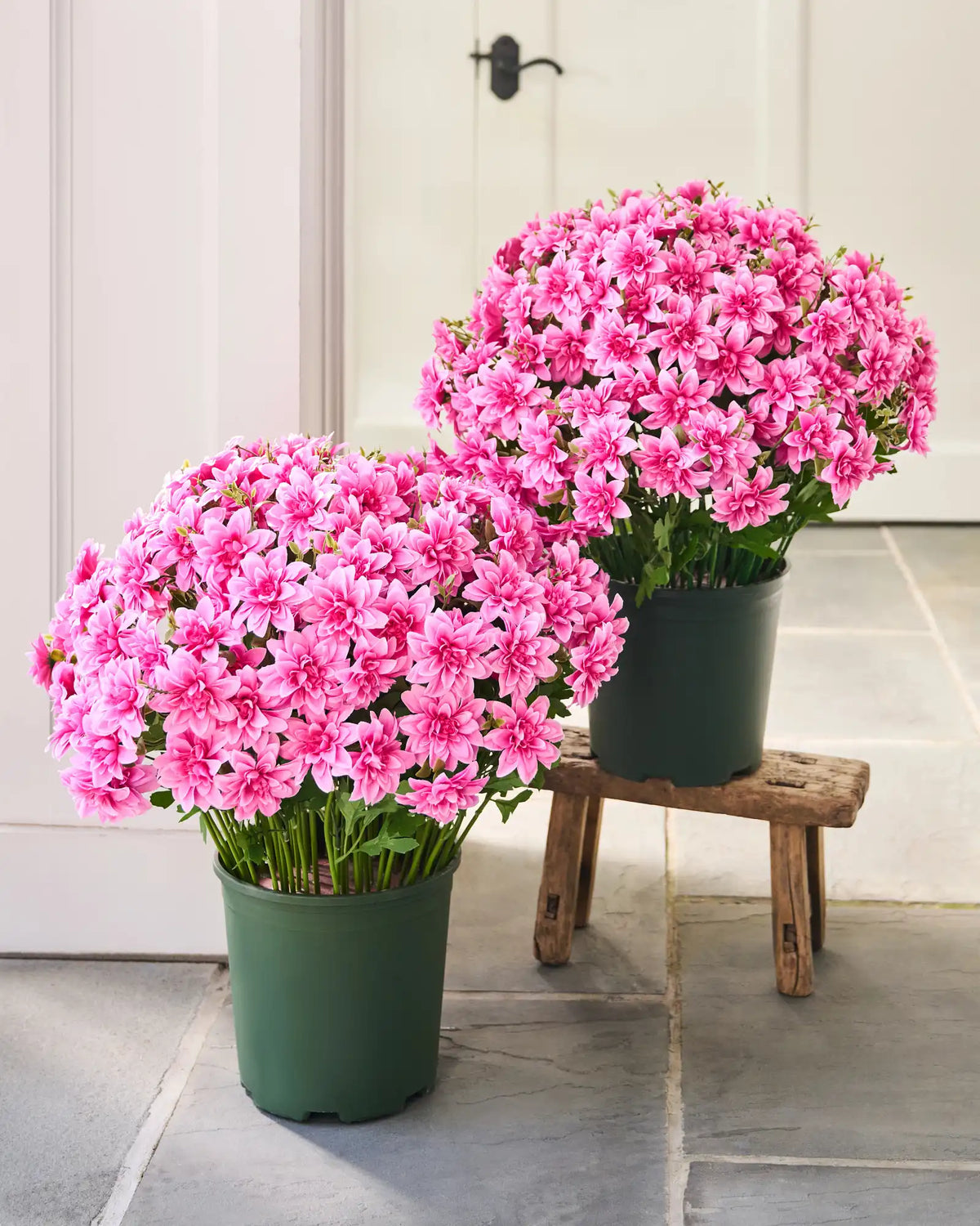 Outdoor Dahlia Delight Foliage