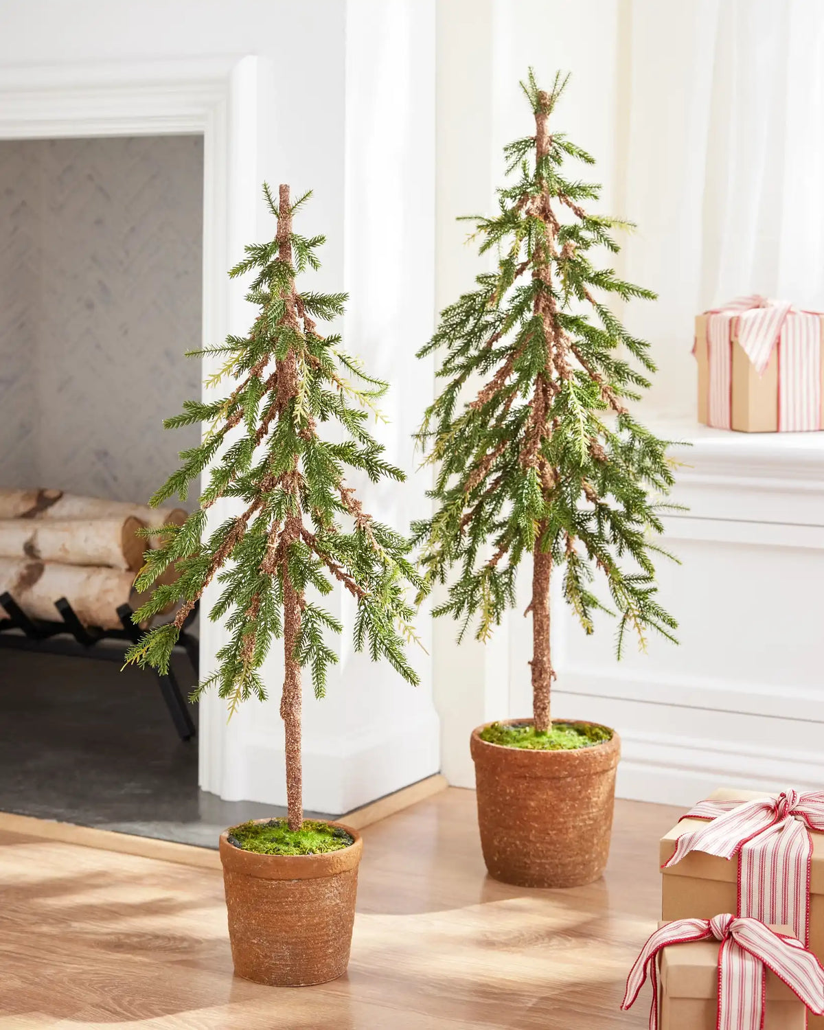 Rustic Evergreen Pine Trees