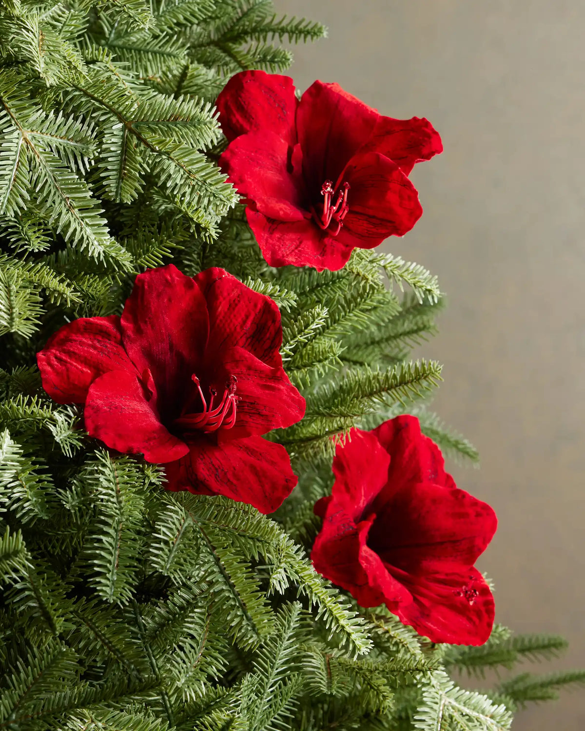 Amaryllis Christmas Stems