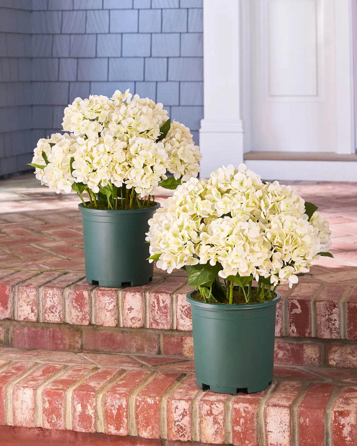 Outdoor Hydrangea Harmony Foliage