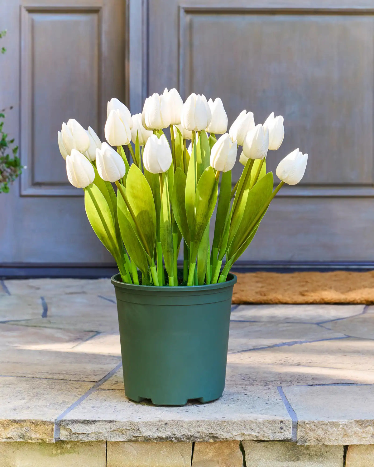 Outdoor Tulip Garden Foliage