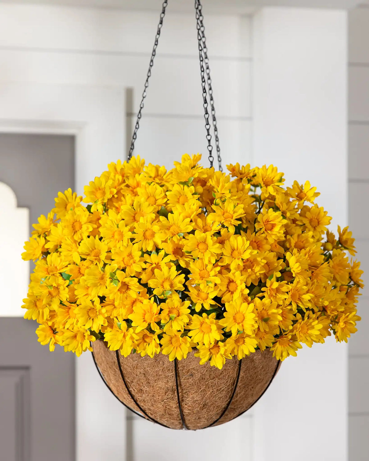 Sunset Mums Foliage