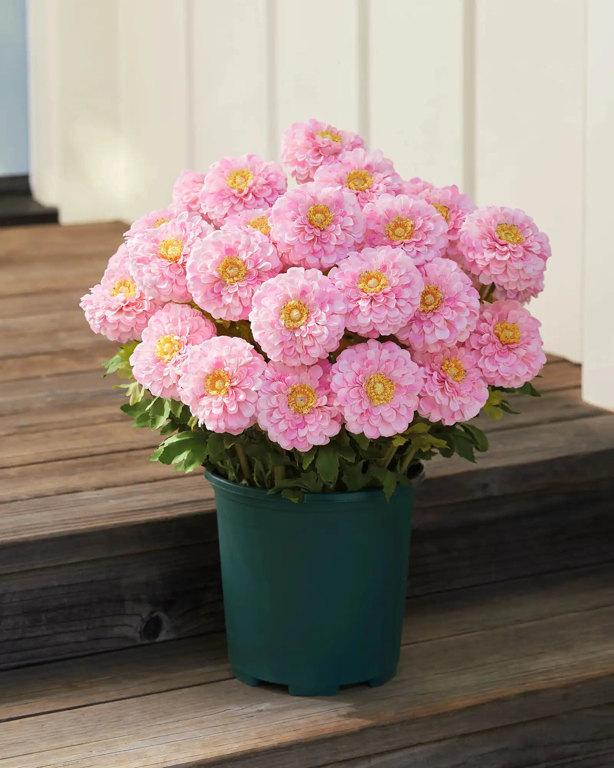 Outdoor Sweet Zinnia Pot Filler