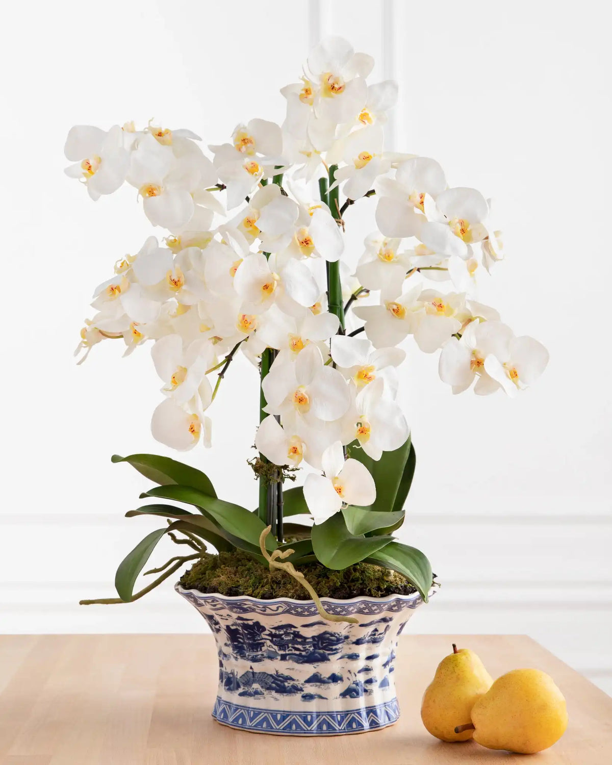 White Phalaenopsis Orchids