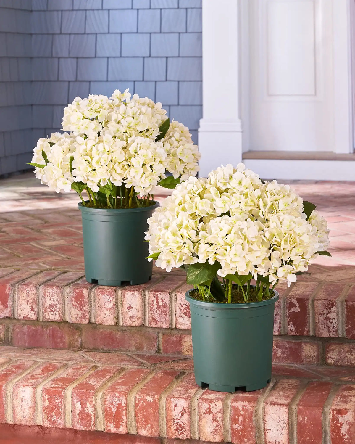 Outdoor Hydrangea Harmony Foliage